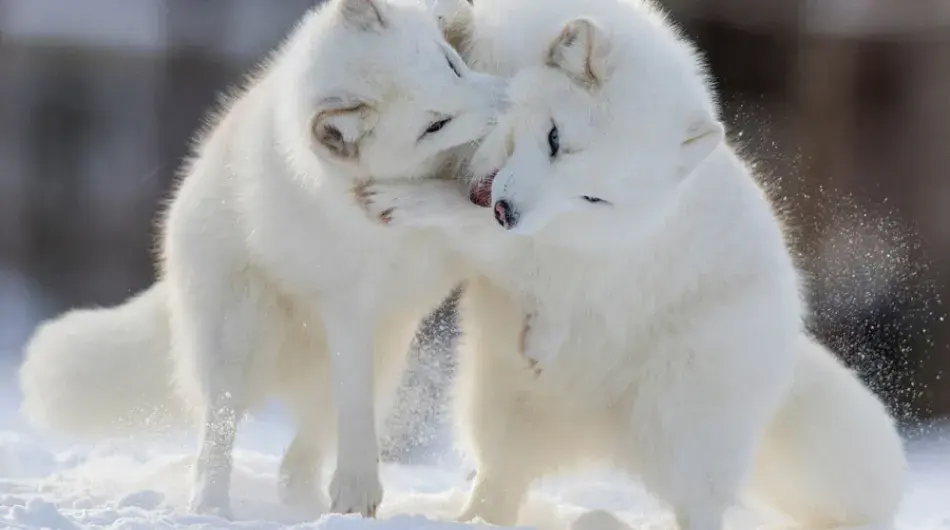 Arctic-Fox-Fighting-in-Winter_G_IC_SV_CA_NWP