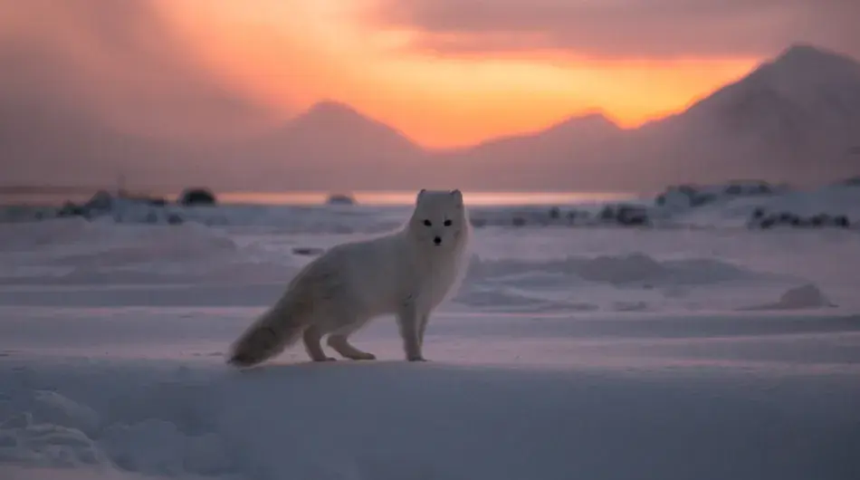 Arctic-fox_autumn-colours_Northern-Svalbard-GALLERY