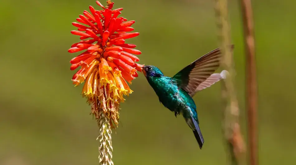 Cocora Colibri