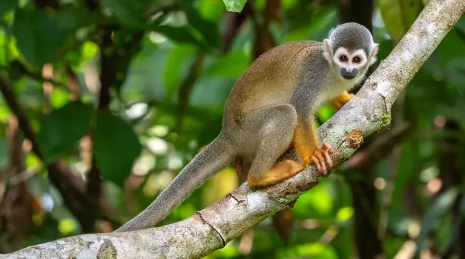 Squirrel Monkey in Colombia