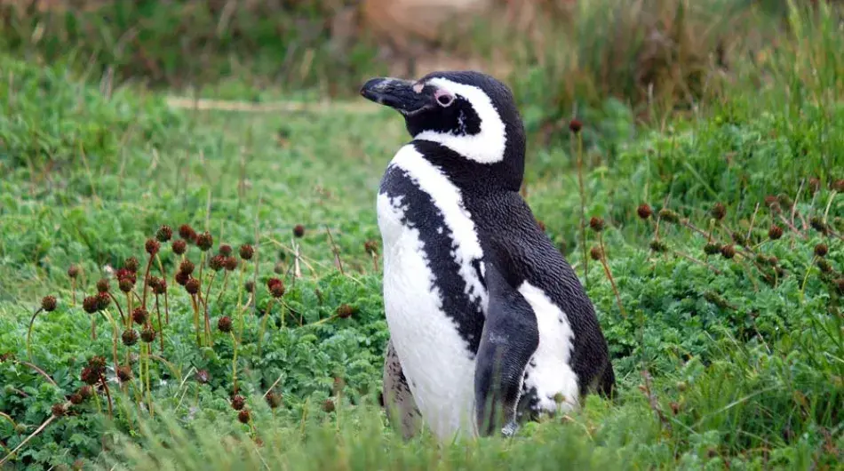 Magellanic Penguin