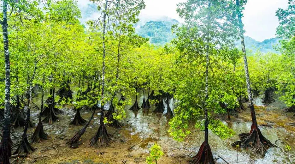 Mangrove trees in Utria NP