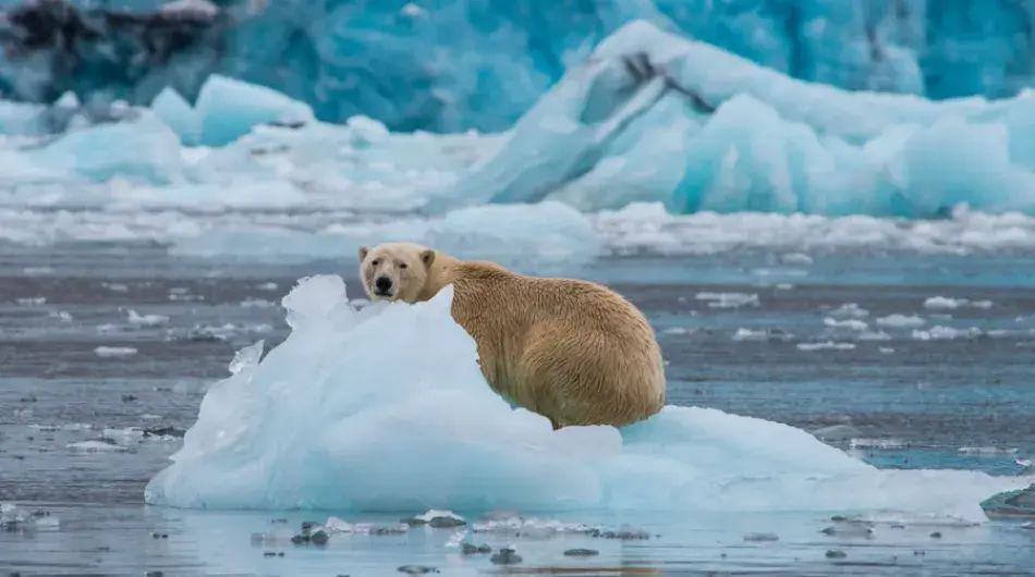 Polar-Bear-sitting-on-ice-in-front-of-a-glacier_Hornsund_Southeast-Svalbard-GALLERY