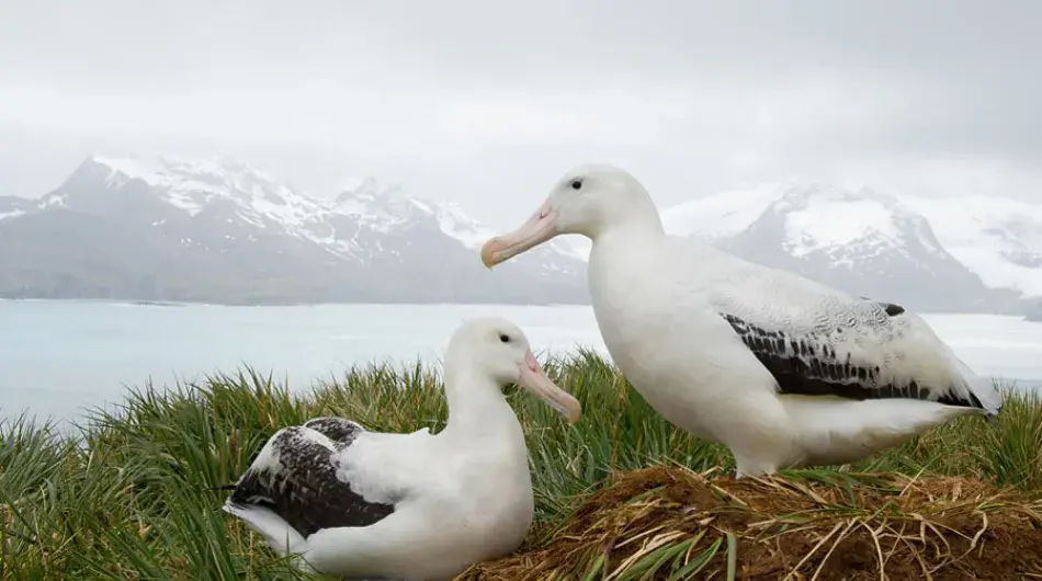 Wandering-Albatross_S-Georgia-Is-gallery