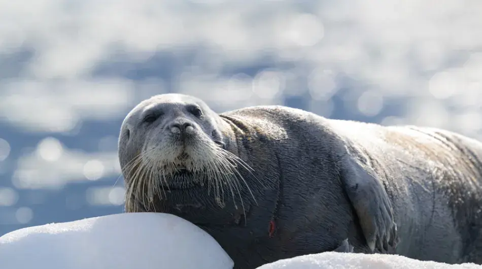 bearded-seal_G_CA_SV_IC_NWP