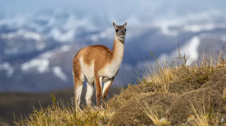 Guanacos