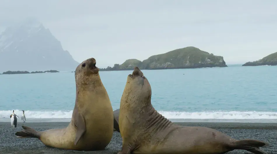 2-males-elephant-seals-South-georgia