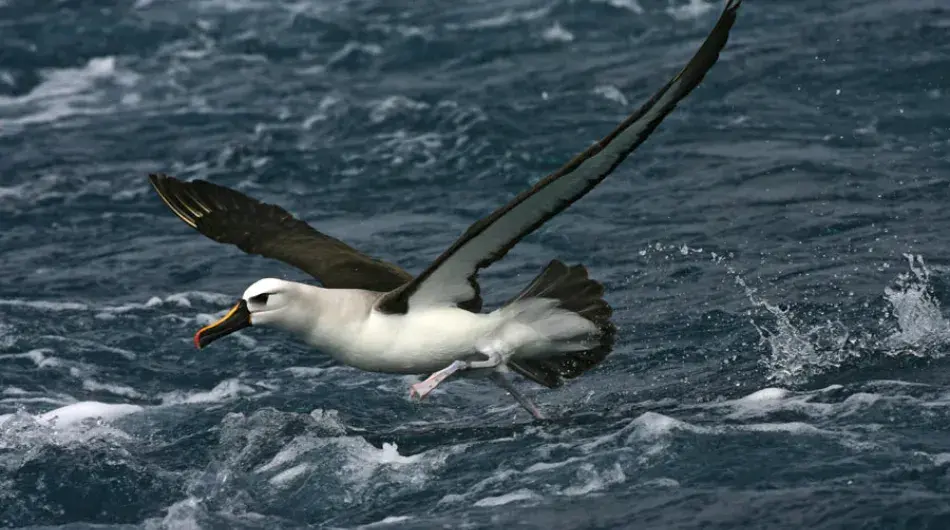 Atlantic Yellow Nose Albatross
