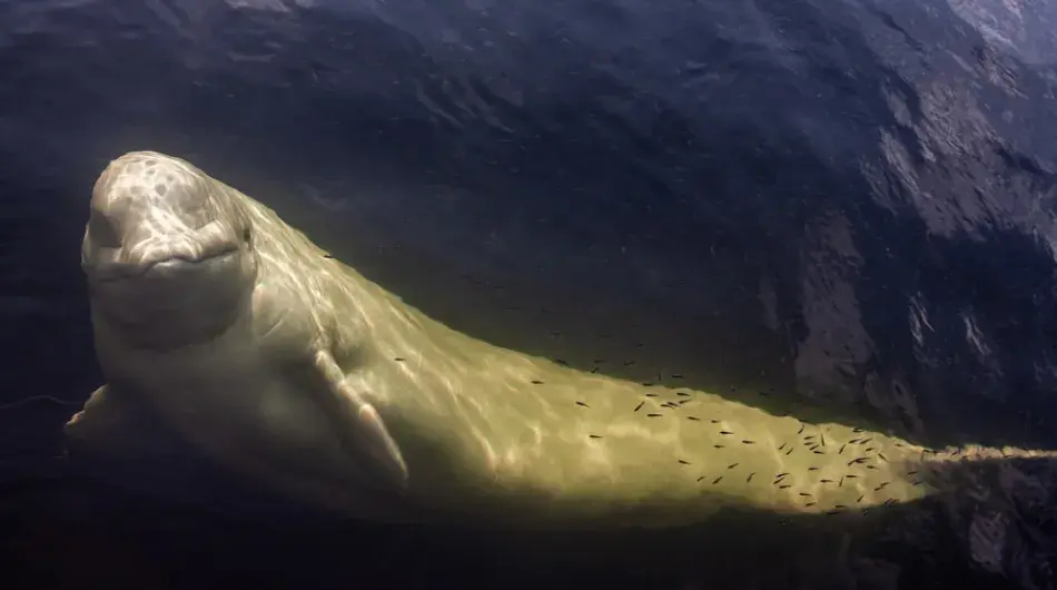 Beluga Whale