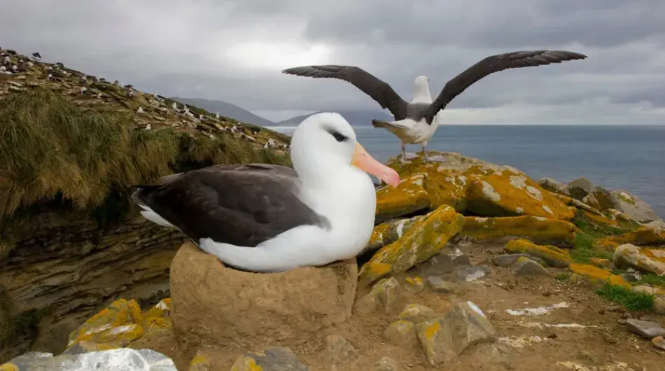 Black-browed-Albatrosses-Falkland-Islands_0