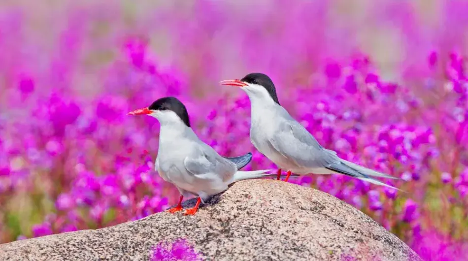 Arctic Terns on rock in Fireweed