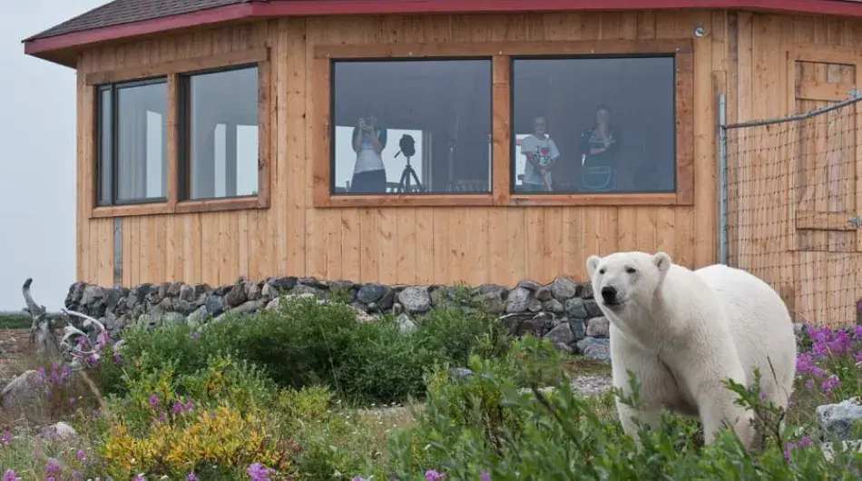 Polar Bear near lodge