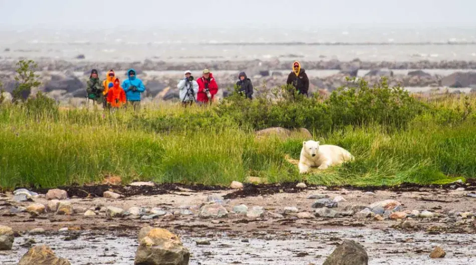 Polar Bear with lodge guests in background