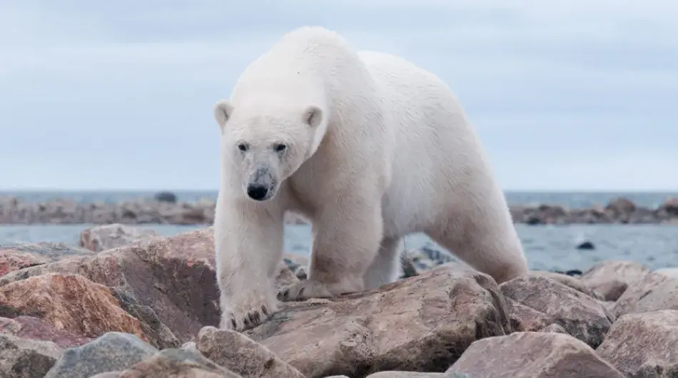 Polar Bear