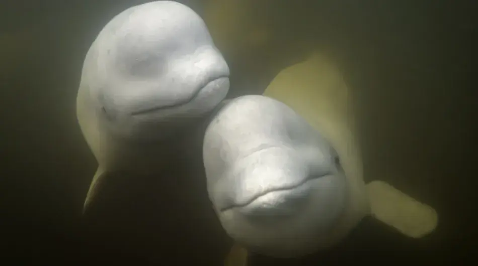 Two Beluga Whales underwater