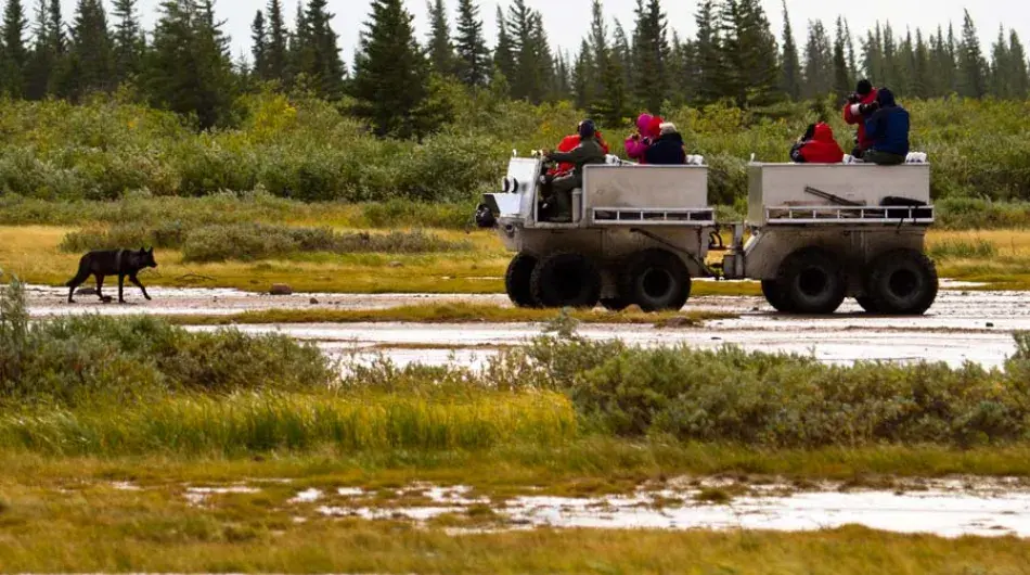 Wolf and Rhino ATV