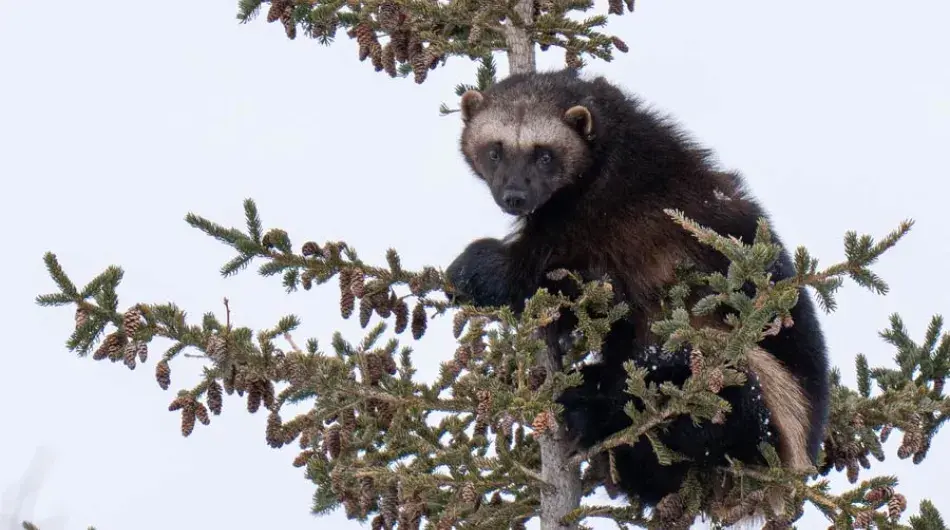 Wolverine in tree