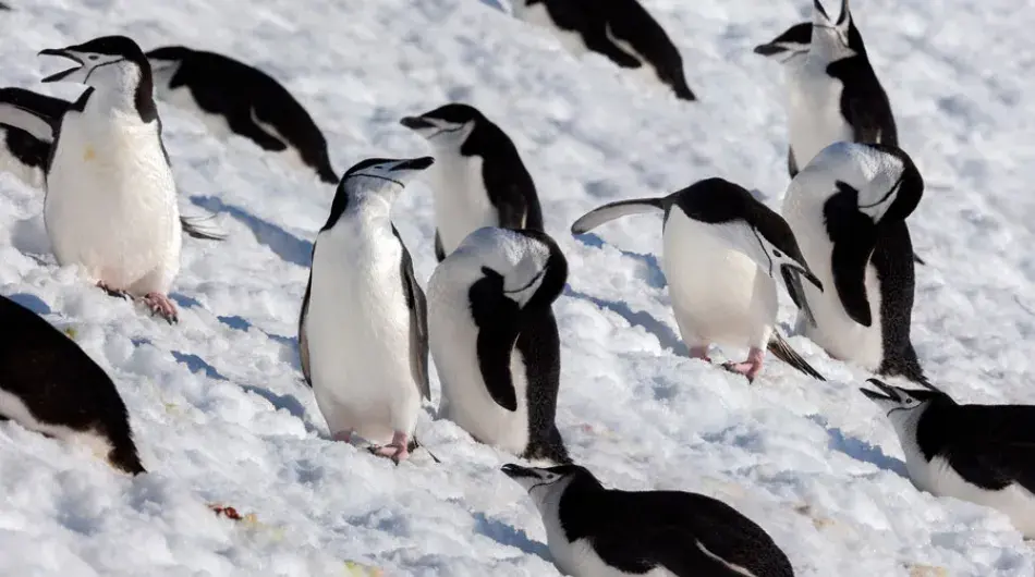 Chinstrap Penguins