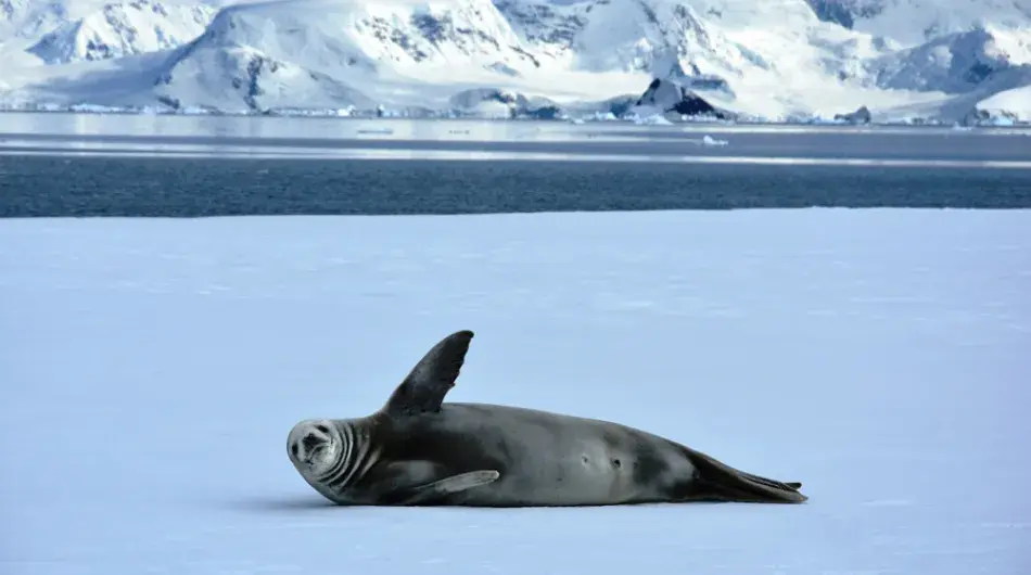 Crabeater-seal-on-ice