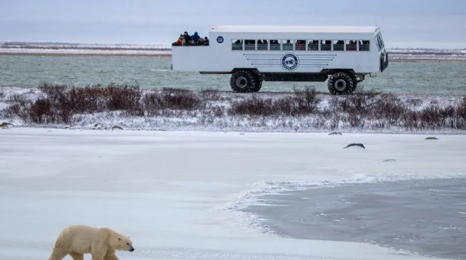 group sighting polar bear from ©EV Tundra Buggy ctsy ©Alex Cupeiro/Frontiers North Adventures