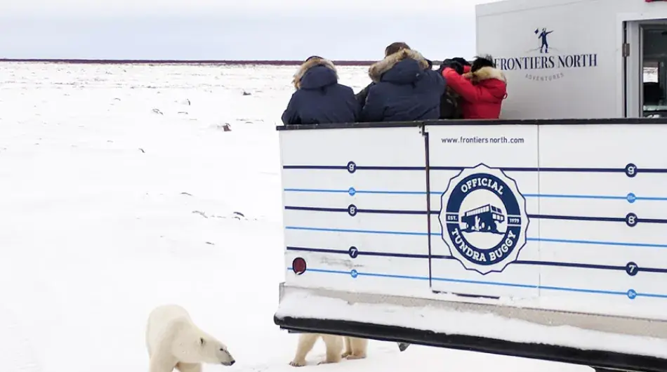Guests seeing polar bear close up from ©Tundra Buggy ctsy ©Jessica Burtnick/Frontiers North Adventures