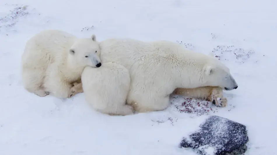 Polar bear with cub sleeping ctsy ©Jim Baldwin/Frontiers North Adventures