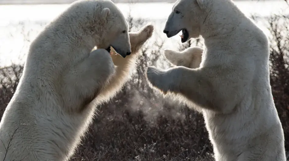 Polar bears sparring ctsy ©Julie Adams/Frontiers North Adventures