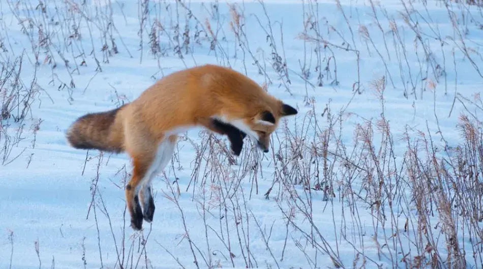 Red fox pouncing in snow ctsy ©Marc Hebert/Frontiers North Adventures