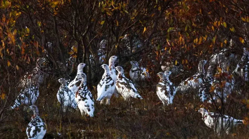 Plumage change on flock of Rock Ptarmigans ctsy ©Nadine/Frontiers North Adventures