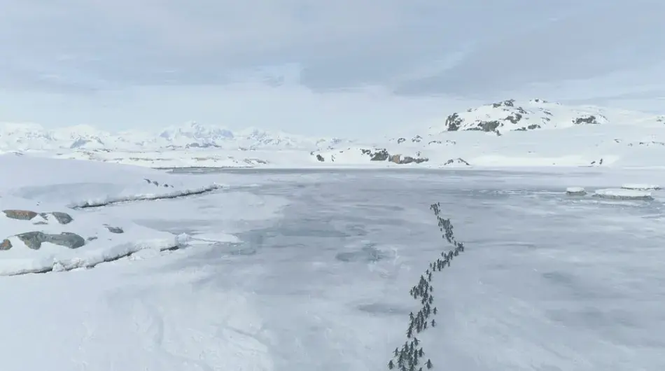 Penguins-Migrating-Across-Ice_Aerial-gallery_0