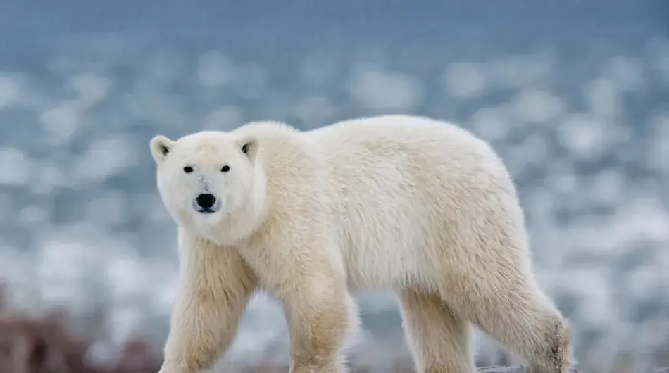Polar bear on Ellesmere Island