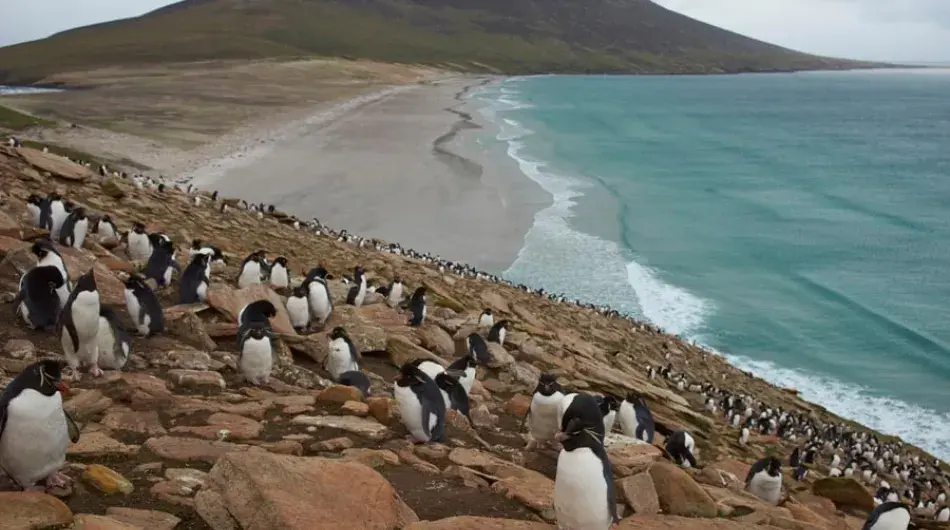 Rockhopper-Penguins-Colony-Falkland-Islands_0