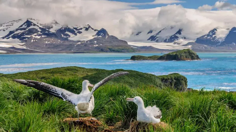 South-georgia-albatross-nesting
