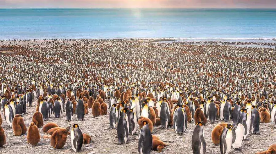 huge-king-penguins-colony-South-georgia-_0