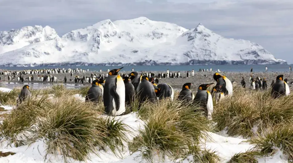 king-penguins-South-georgia_0
