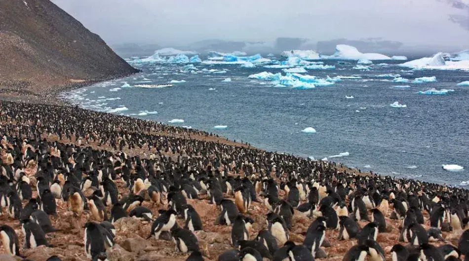 Adelie-Penguins-Weddell-sea