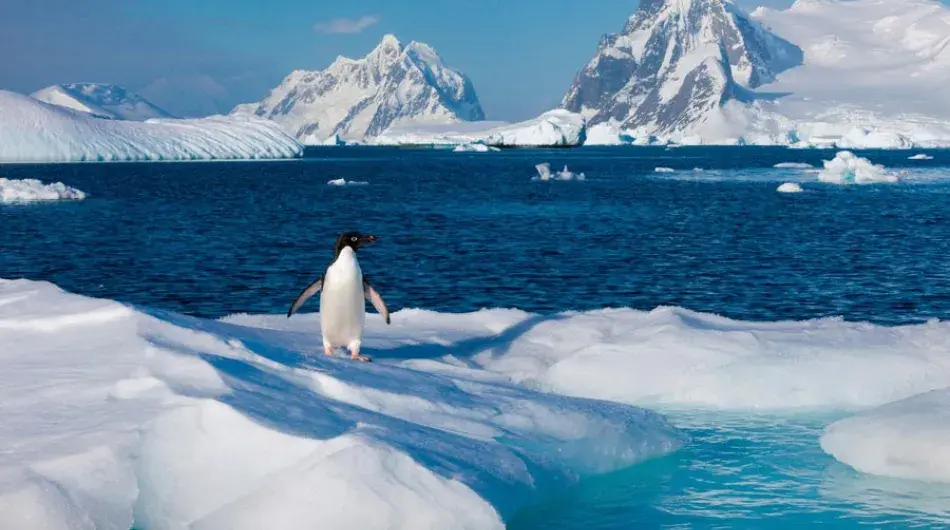 Adelie Penguins