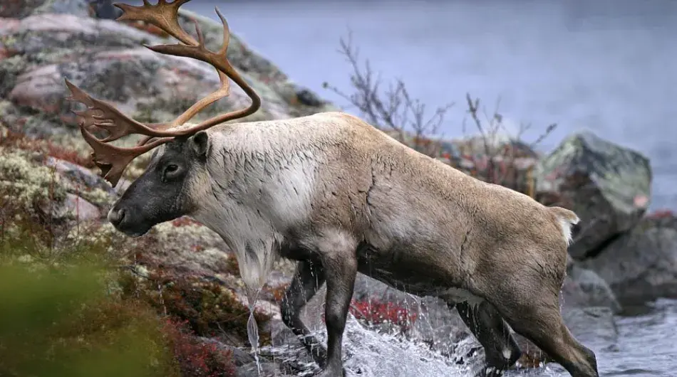 Arctic_Caribou-close-up_G_SV_CA_0