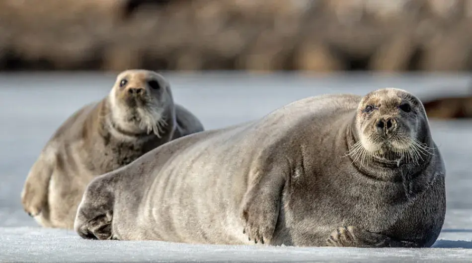 Bearded-Seals_NWP_SV_CA_G_IC