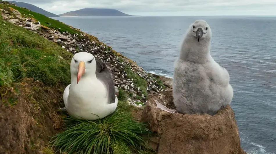 Black Browed Albatross