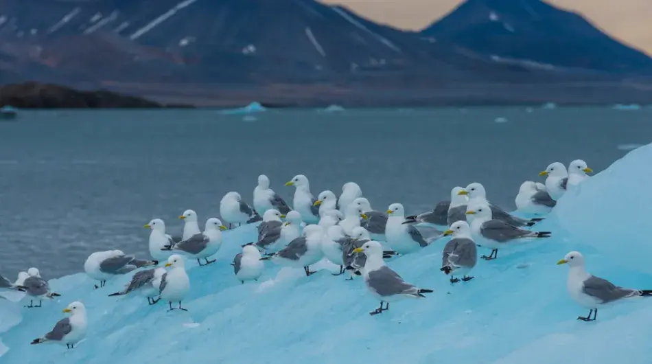 Black-legged-Kittiwakes_Hornsund_-Southeast-Svalbard-GALLERY