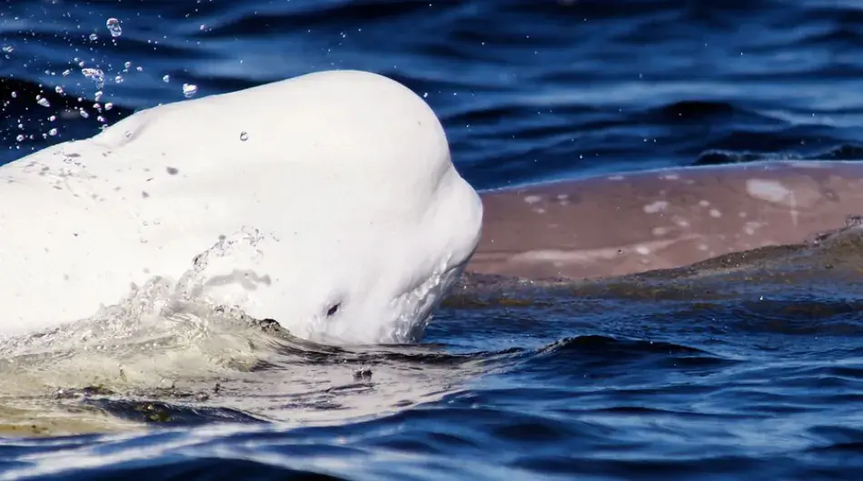 Beluga Whales surfacing ctsy Churchill Wild