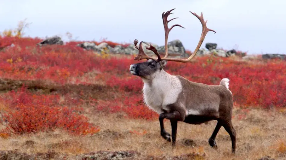 Caribou ctsy Churchill Wild & Dennis Fast