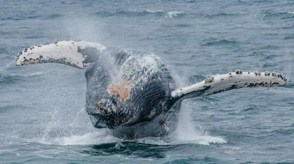 Humpback whale breach