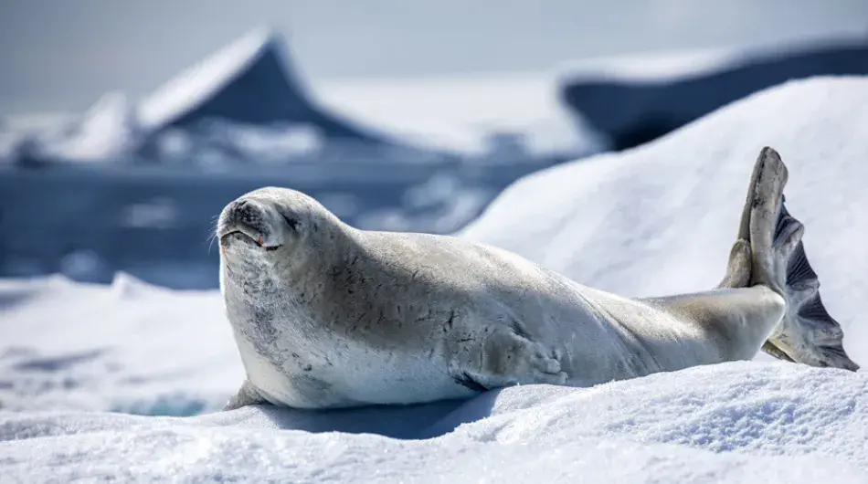 Crab-eater-Seal-gallery