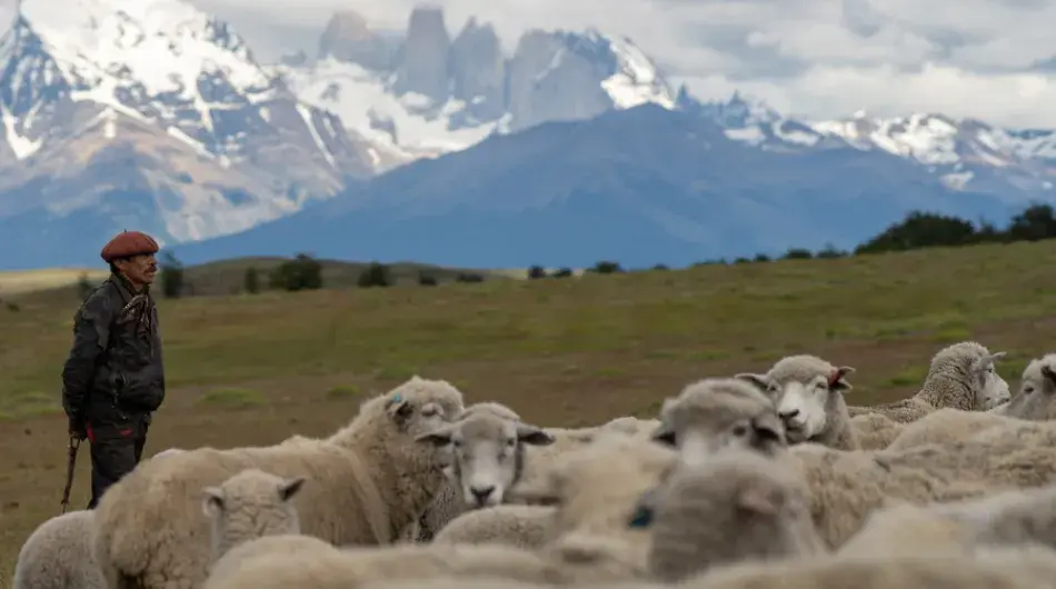Cerro Guido Sheep