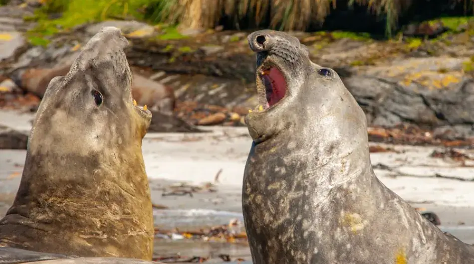 Elephant Seals battling on Falkland Islands