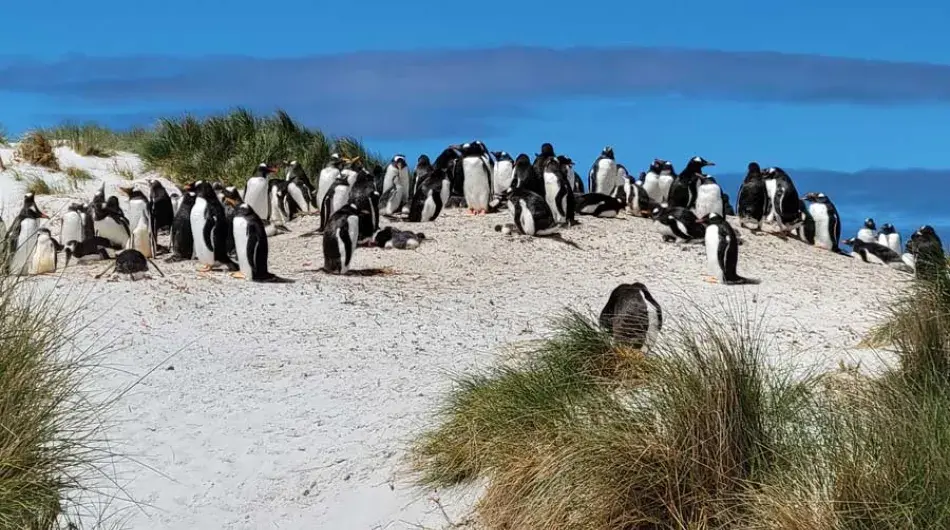 Gentoo Penguin Colony