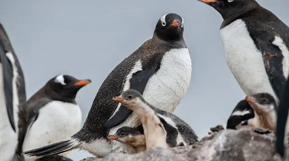 Gentoo Penguins