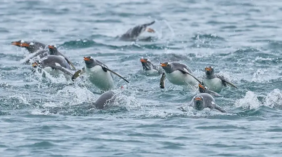 Porpoising Gentoo Penguins